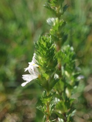 Euphrasia stricta