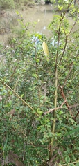 Coprosma quadrifida