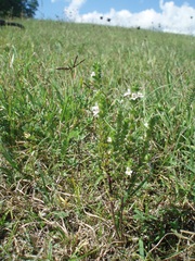 Euphrasia stricta
