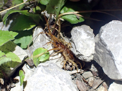 Eupolybothrus grossipes