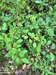 Berberis