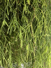 Salicornia perennis
