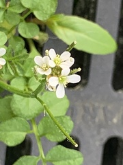 Cardamine occulta