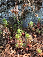 Sedum divergens