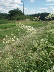 Falcaria vulgaris