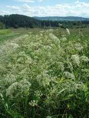Falcaria vulgaris
