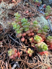 Sedum divergens