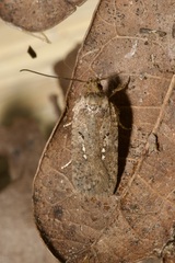 Agonopterix