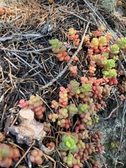 Sedum divergens