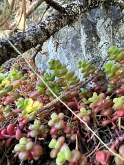 Sedum divergens