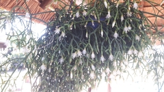 Rhipsalis