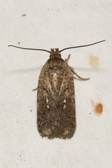 Agonopterix
