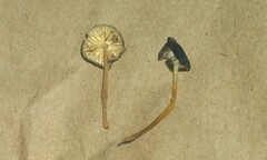 Strobilurus occidentalis