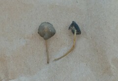 Strobilurus occidentalis