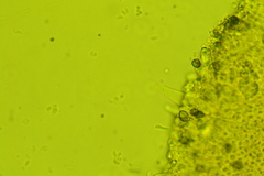 Strobilurus occidentalis