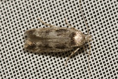 Caryocolum fischerella
