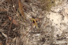 Caladenia septuosa