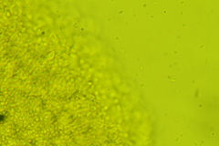 Strobilurus occidentalis