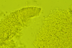 Strobilurus occidentalis