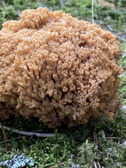 Ramaria boreimaxima
