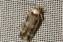 Caryocolum fischerella
