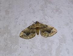 Pelurga comitata