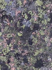 Rhizocarpon