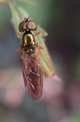 Sargus bipunctatus