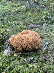 Ramaria boreimaxima