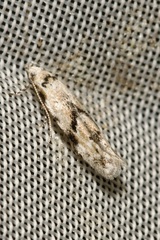 Stenolechia gemmella