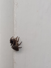 Maratus griseus