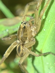 Tigrosa annexa