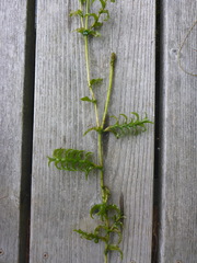 Potamogeton richardsonii