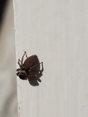 Maratus griseus