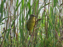Ploceus capensis