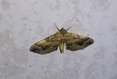 Pelurga comitata
