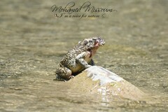 Sclerophrys mauritanica