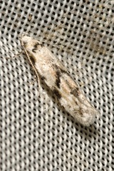 Stenolechia gemmella