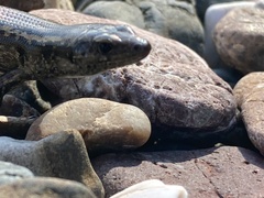 Oligosoma smithi