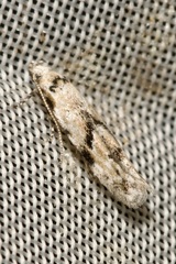 Stenolechia gemmella