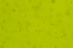 Pseudoomphalina compressipes