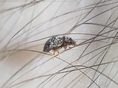 Rhyzobius lophanthae