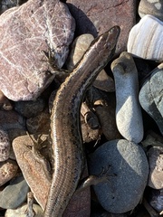 Oligosoma smithi
