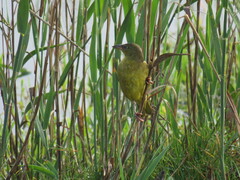 Ploceus capensis