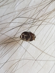 Rhyzobius lophanthae