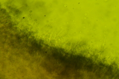 Pseudoomphalina compressipes