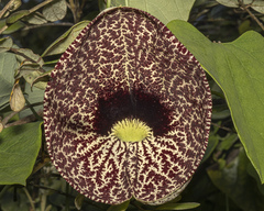 Aristolochia littoralis