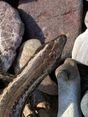 Oligosoma smithi