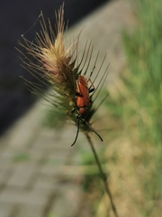 Stictoleptura rubra