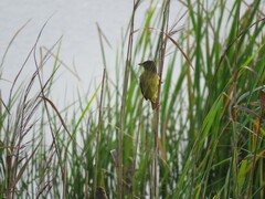 Ploceus capensis